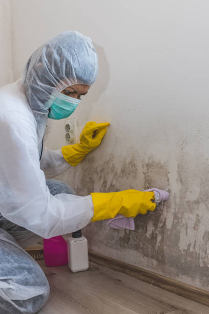 Best Mold Odor Removal Services  in Delaware, OH